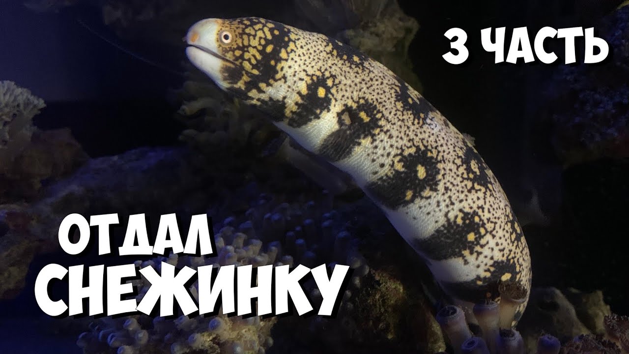 Посадка мурены в морской аквариум