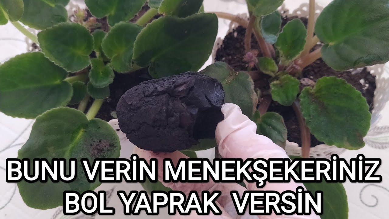 MENEKŞE BAKIMI ✅ MENEKŞE SAKSI DEĞİŞİMİ ✅ MENEKŞE TOPRAĞI NASIL HAZIRLANIR✅MENEKŞE NASIL ÇOĞALIR