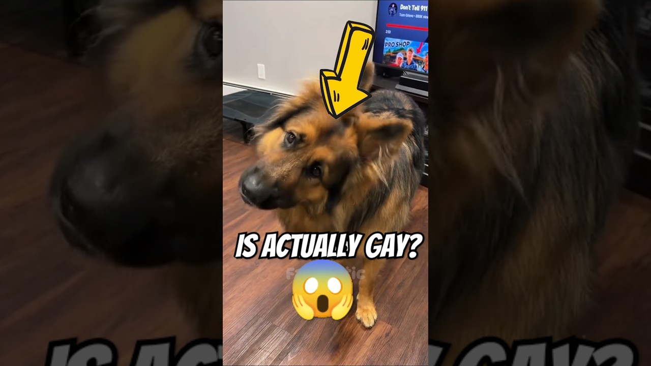 Почему собаки наклоняют голову?🤔🐶