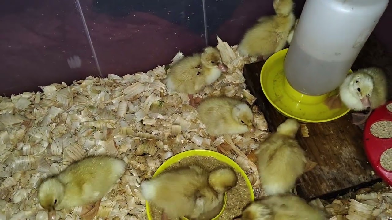 Our first step of babies born on the farm 😁 little baby ducklings were born yesterday.