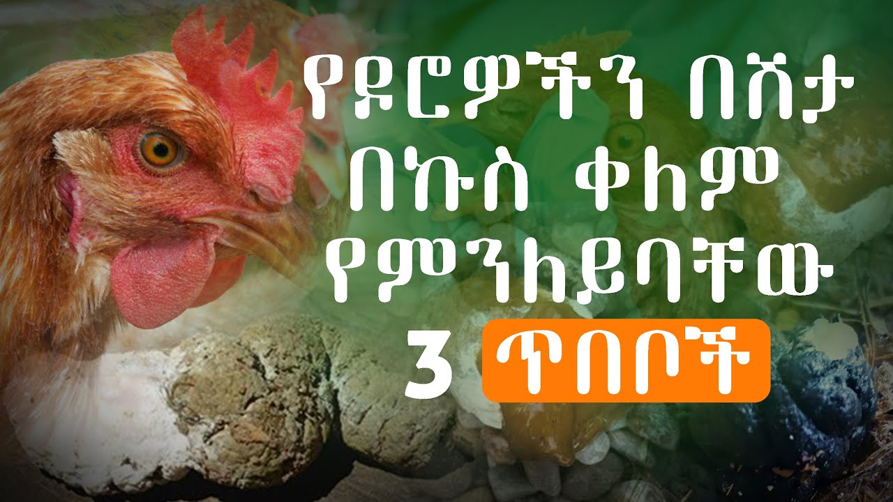 የዶሮዎችን በሽታ በኩስ ቀለም  የምንለይባቸው 3 ጥበቦች