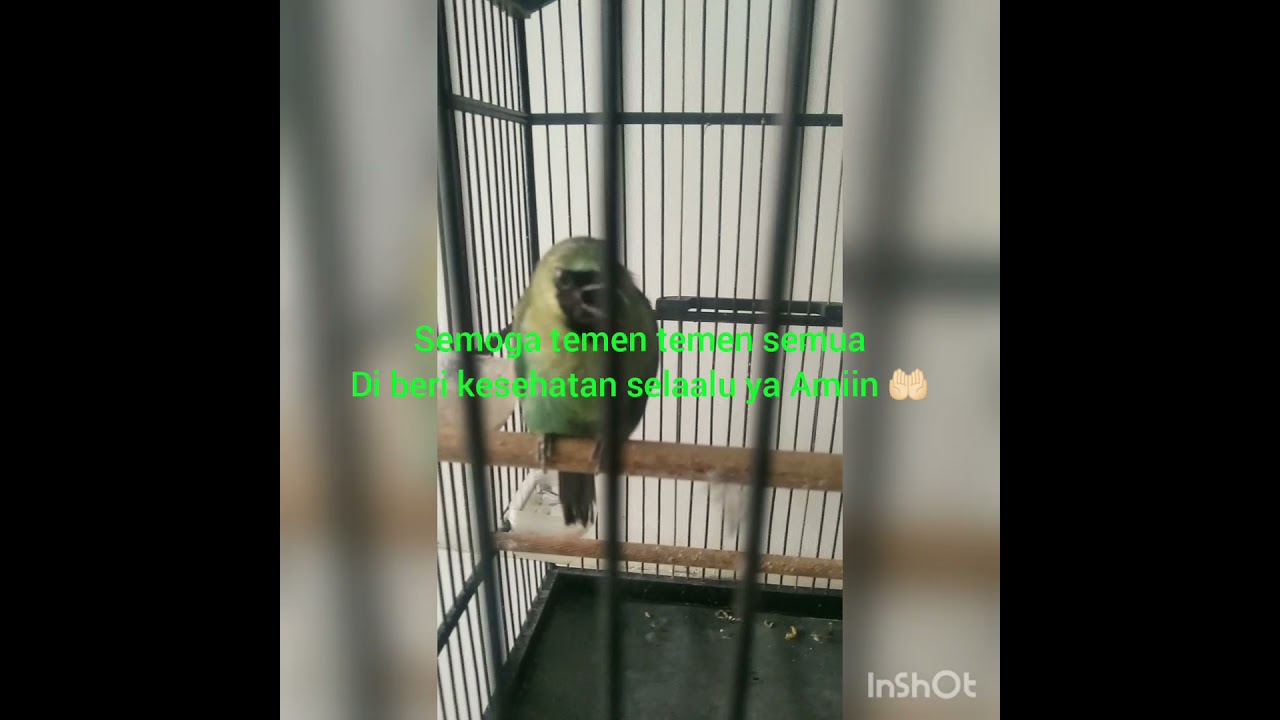 cucak ijo lagi gacor...#shorts #short #shortvideo #cucakijo #masterancucakijo