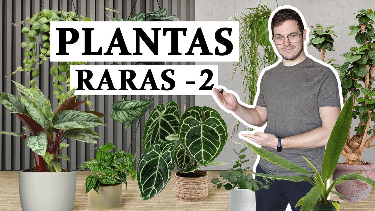 TOP 8 plantas de interior inusuales - 2