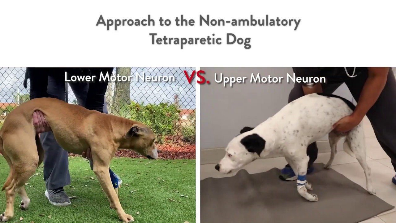 Two Dogs Unable to Walk But Very Different Localizations || Lower vs. Upper Motor Neuron Lesions