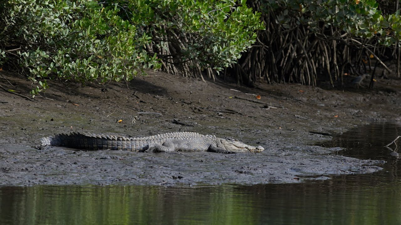 Cape One-8 - Episode 13b - Bloomfield to Cairns - Finding Crocks on the way
