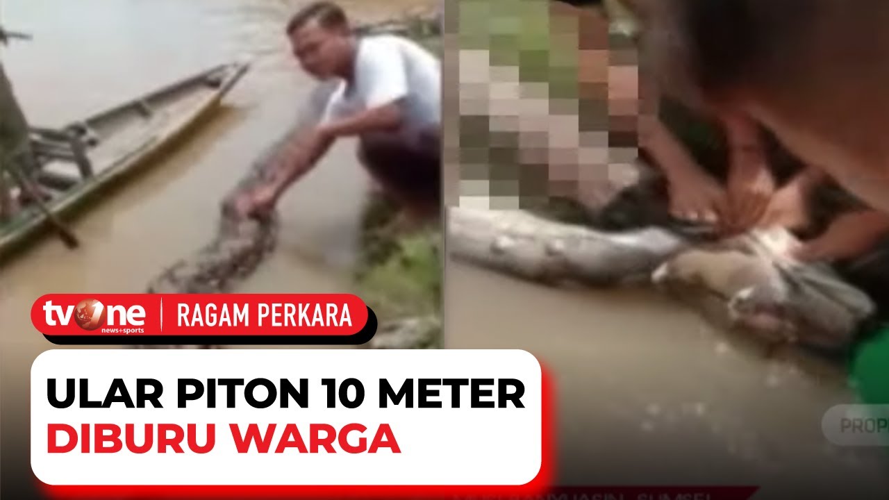 Kerap Mangsa Ternak, Warga Tangkap Ular Piton Sepanjang Sepuluh Meter di Sumsel | Ragam Perkara