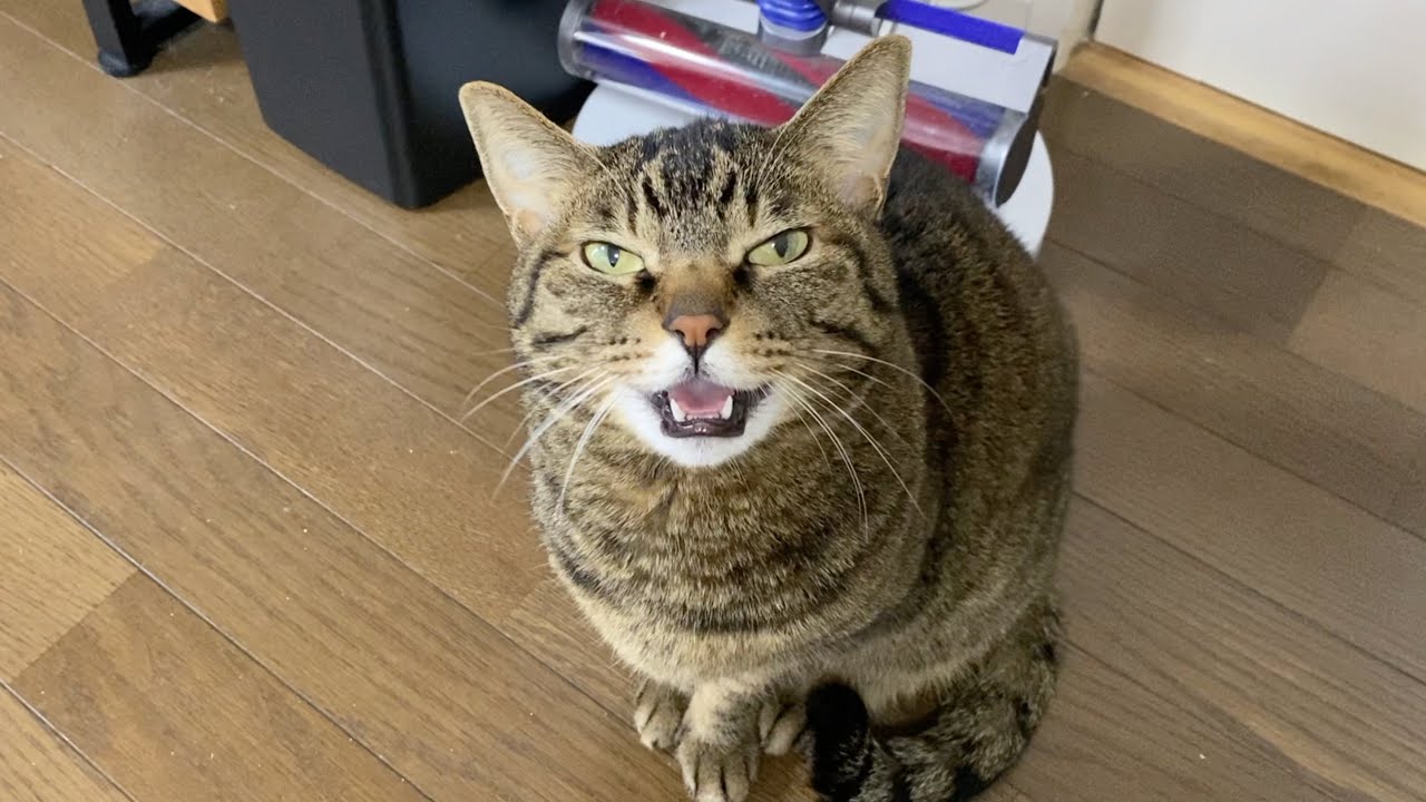 てんちゃん♀がずっと鳴き続けて様子がおかしいです...