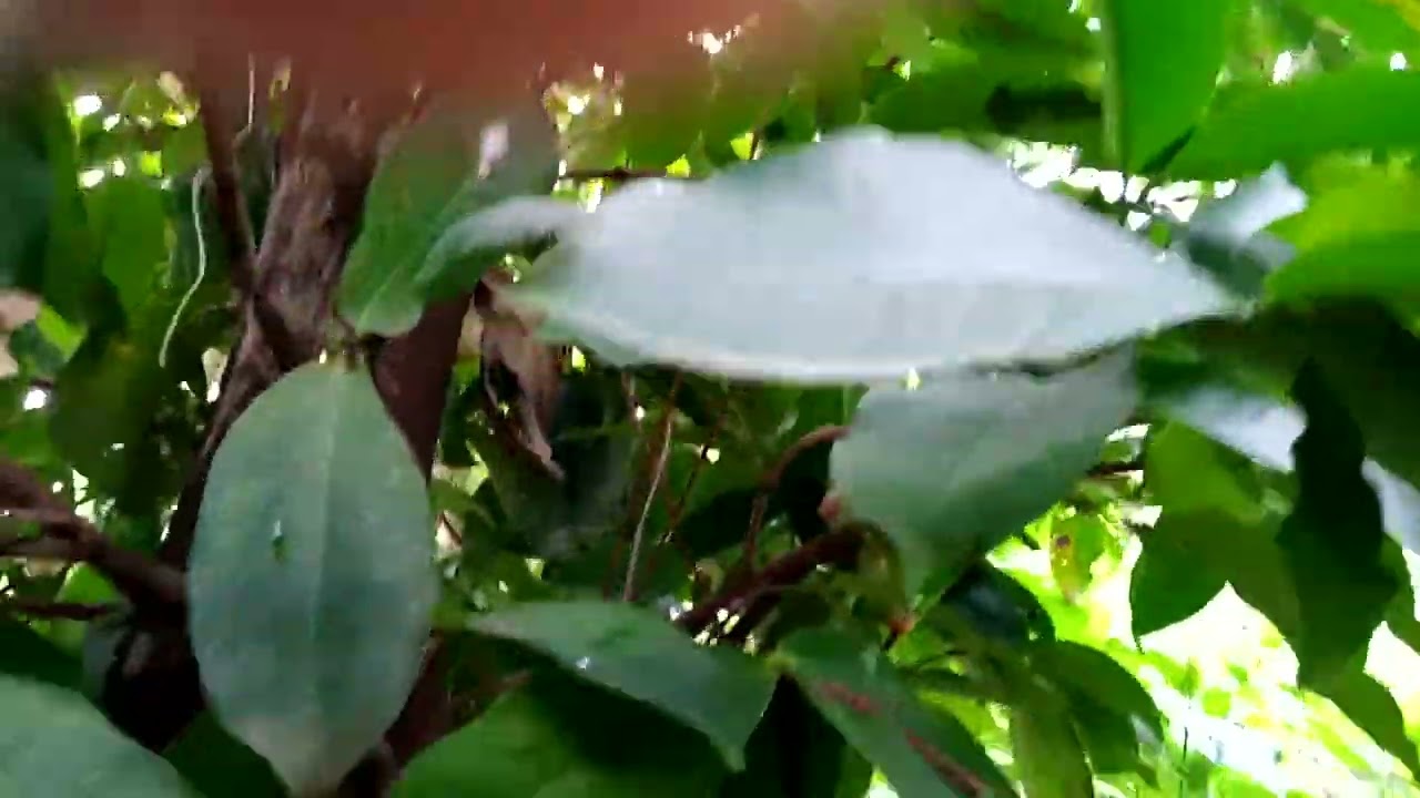 ছাদবাগানের নতুন ভিডিও।