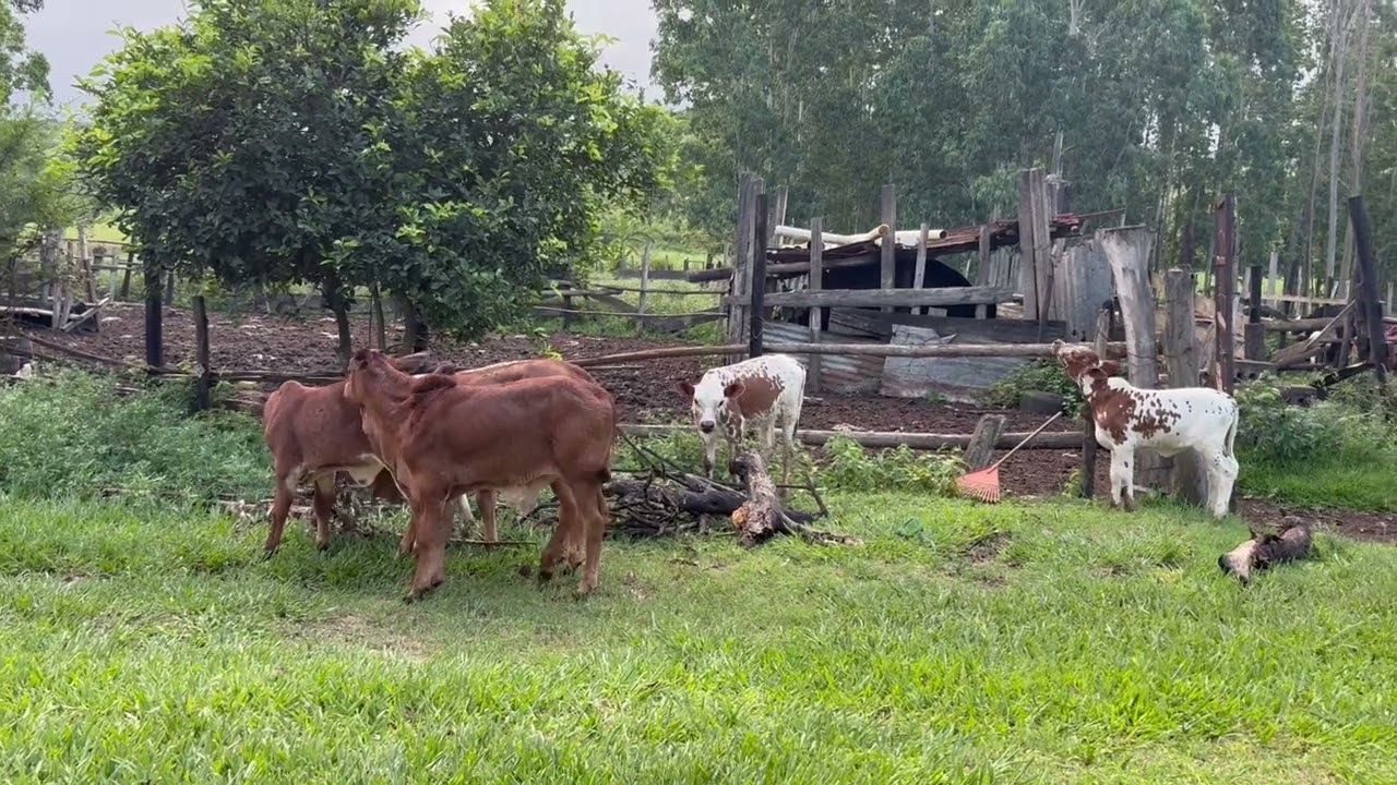 Playful Calves at Play | Hilarious Calf Antics on the Farm 😂🐄