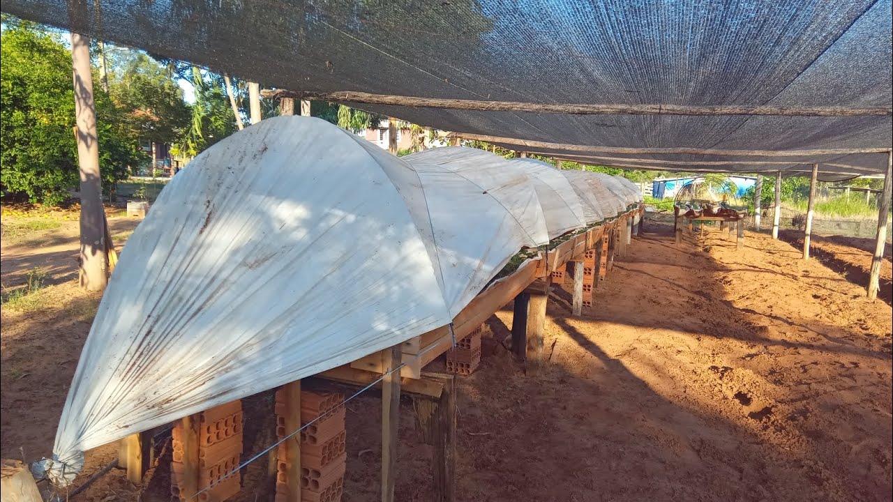 Como fazer plantio de Morango em caixotes de madeira #vidanaroça #roça #morangoorganico