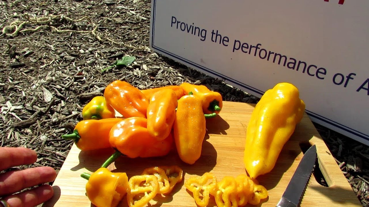 The Just Sweet Pepper (AAS Winner) Profile: A 'Sweet' Container Pepper-: 'The Proof is in the Plant'