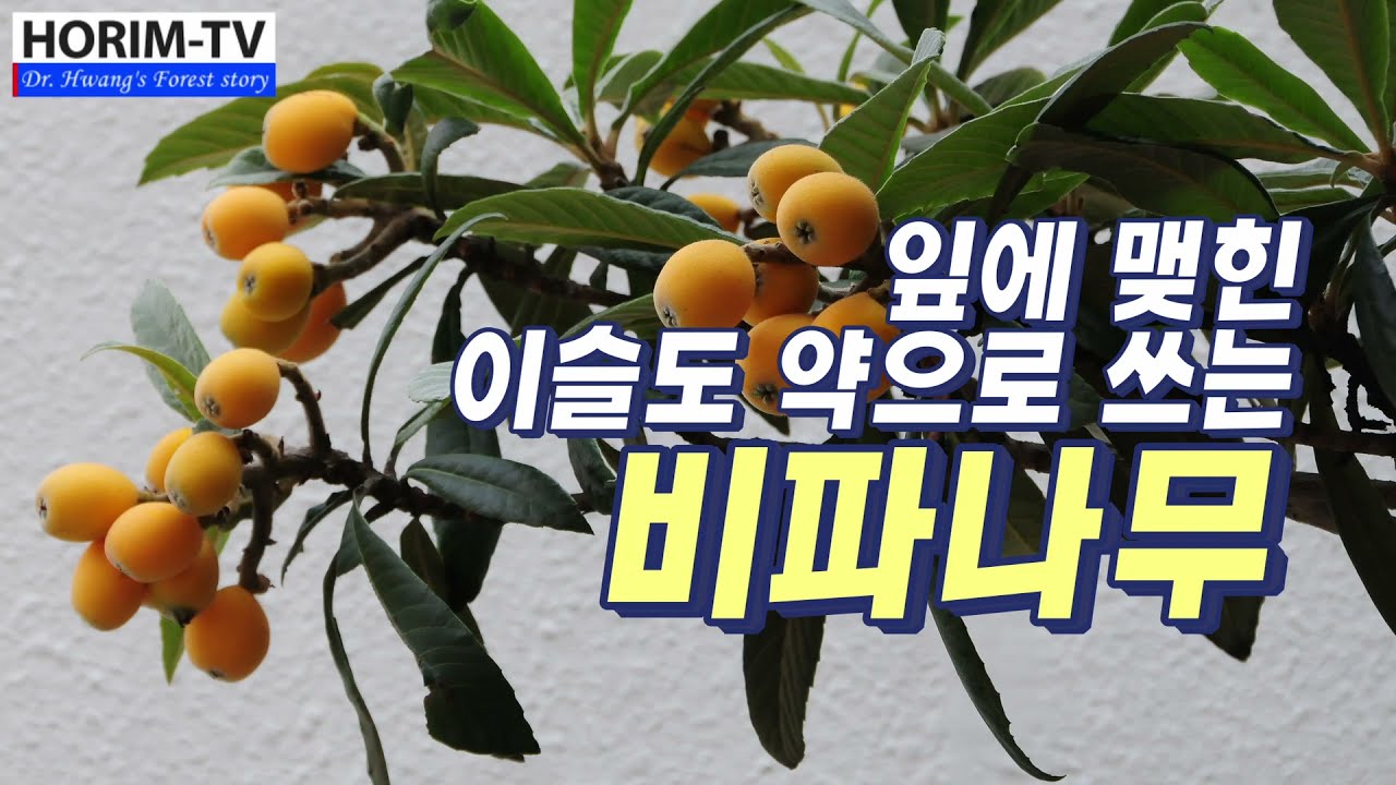 정원수로 좋은 비파나무, 숲 전문 HORIM-TV