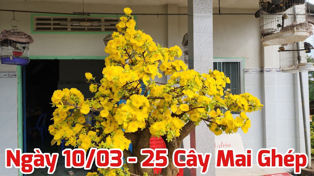 Ngày 10/03 - Bán 25 Cây Mai Ghép