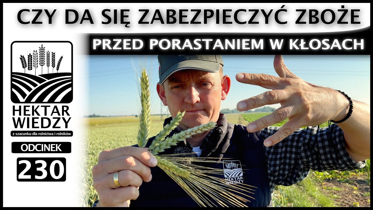 CZY DA SIĘ ZABEZPIECZYĆ ZBOŻE PRZED PORASTANIEM W KŁOSACH? | ODCINEK 230