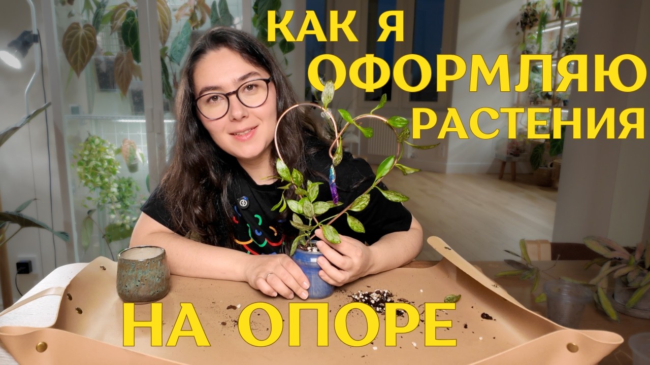 огромные ЗАМИОКУЛЬКАС и АЛОКАЗИЯ нуждаются в ОПОРАХ | КАК я формирую ХОЙЮ на ОПОРЕ 🪴