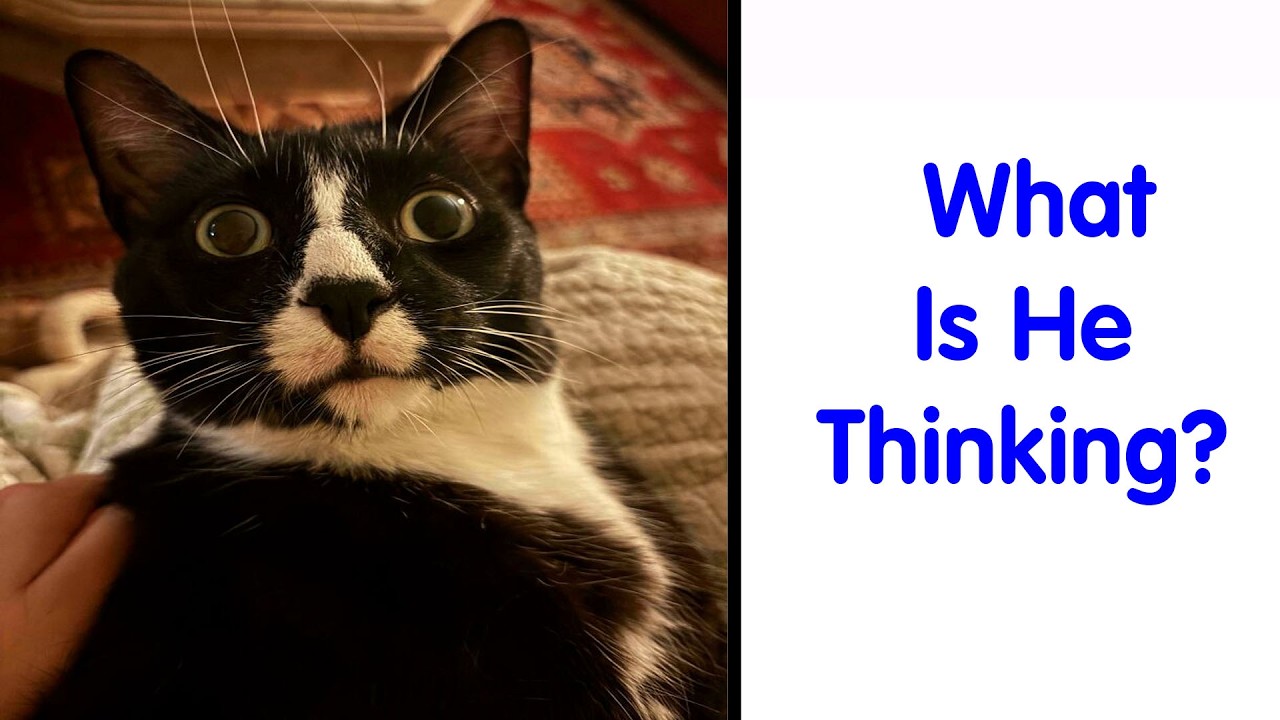 58 Hysterical Photos Of Cats Being So Weird They Might Instantly Fix Your Mood