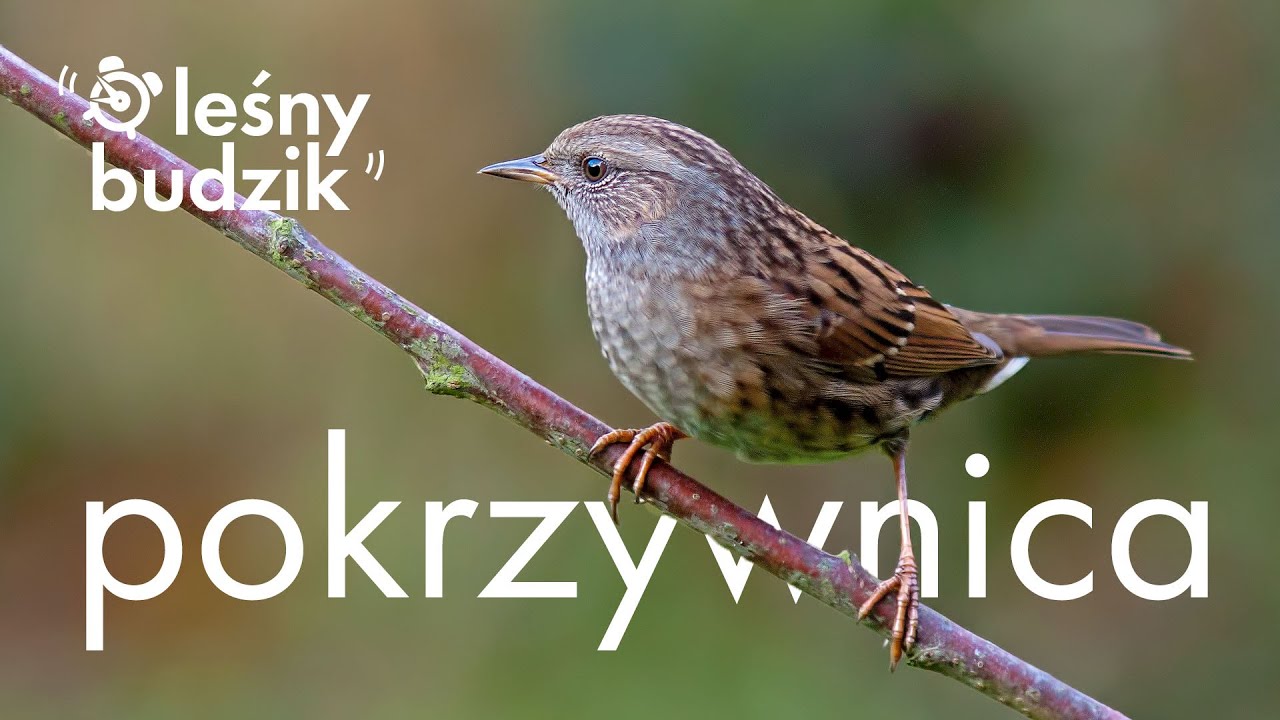 Leśny budzik - pokrzywnica