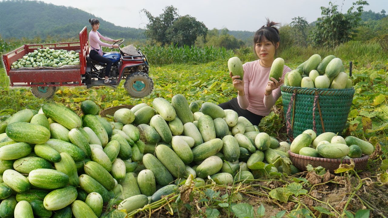 The talented country girl harvests many cucumbers and transport using makeshift vehicles to sell