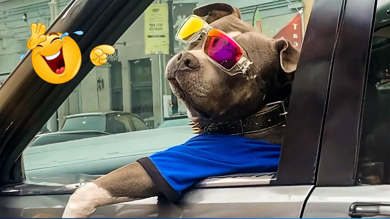 Unexpected Laugh with these Funny Dogs 😹🐶 Best Funniest Dog Videos of 2025🐾😹