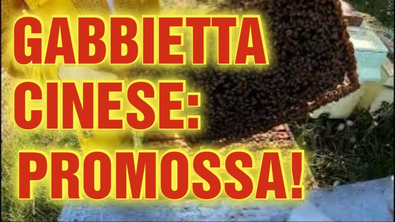 Apicoltura CD: Ultimo giro di sblocco, vediamo l'utilizzo della gabbietta cinese e i suoi pregi