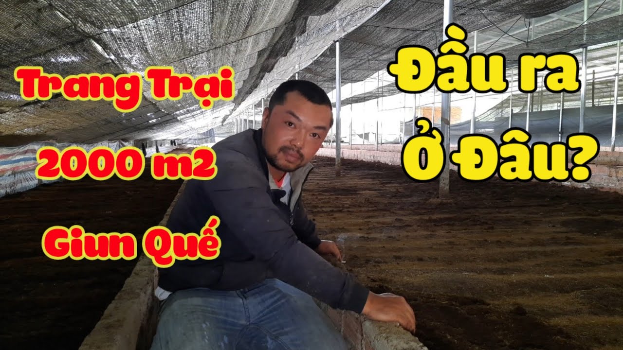 Lợi ích thật sự của mô hình nuôi Giun Quế (Trùn Quế) | Khởi Nghiệp TV