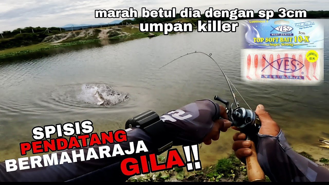 Invasive species. Ikan ini pelahap umpan. Bergasak menggunakan pancingan setup ringan. Leydon usopp.