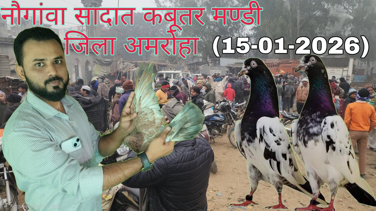 नौगावां सादात कबूतर मण्डी जिला अमरोहा उत्तर प्रदेश 15-01-2026. Nougawan sadat kabootar market.