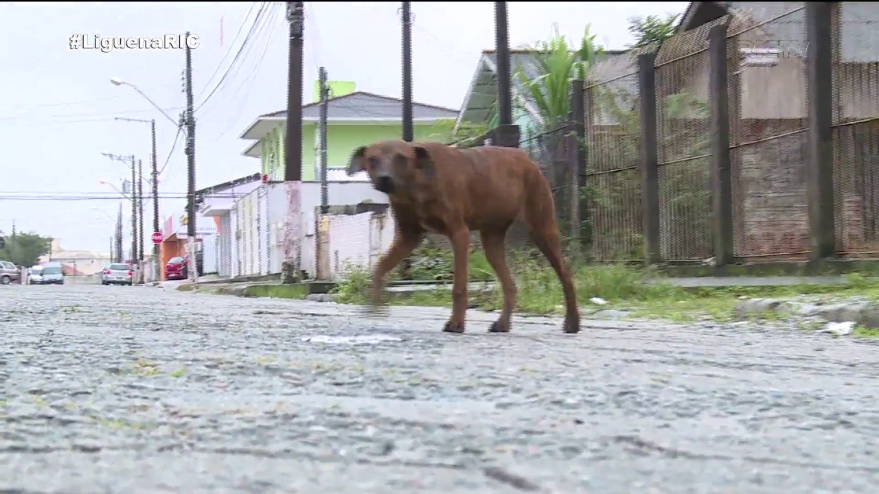 OAB de Palho&ccedil;a ir&aacute; ajudar animais abandonados da cidade