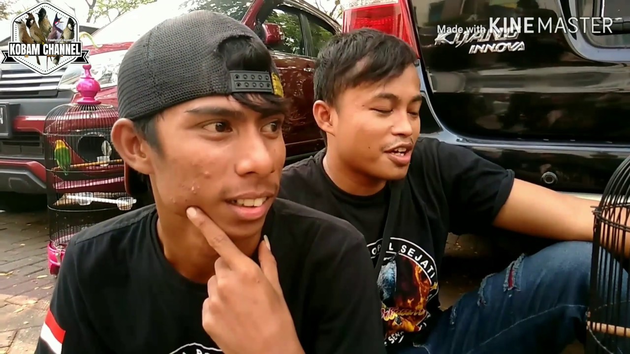 Trucuk NINJA PERAK masih tetap ONFIRE dipergantangan Trucuk Nusantara