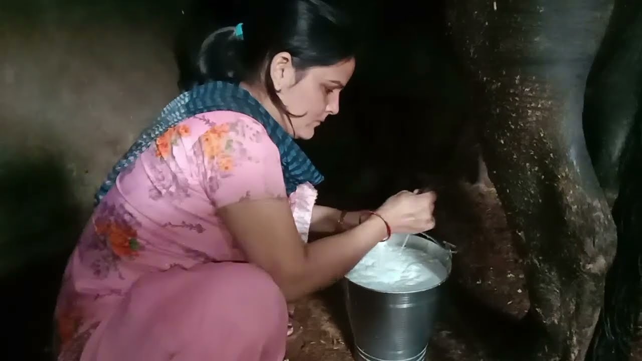 aaj leker aaye nayi bhens#first milking of new buffalo