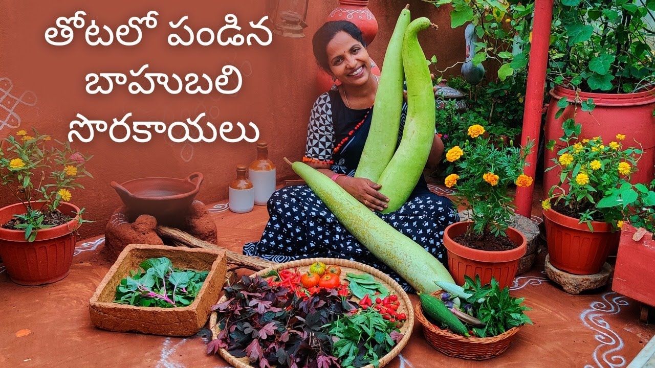 మొదటి సారి పండించిన 10kg బాహుబలి సొరకాయలు-Giant BottleGourd Terrace Garden Harvest-SAILEELASTORE.COM