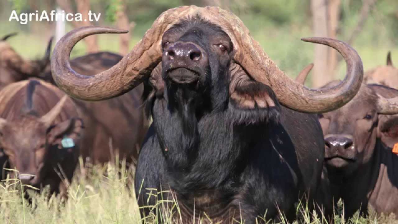 Thaba Tholo Production Auction 2015  |  At a Glance