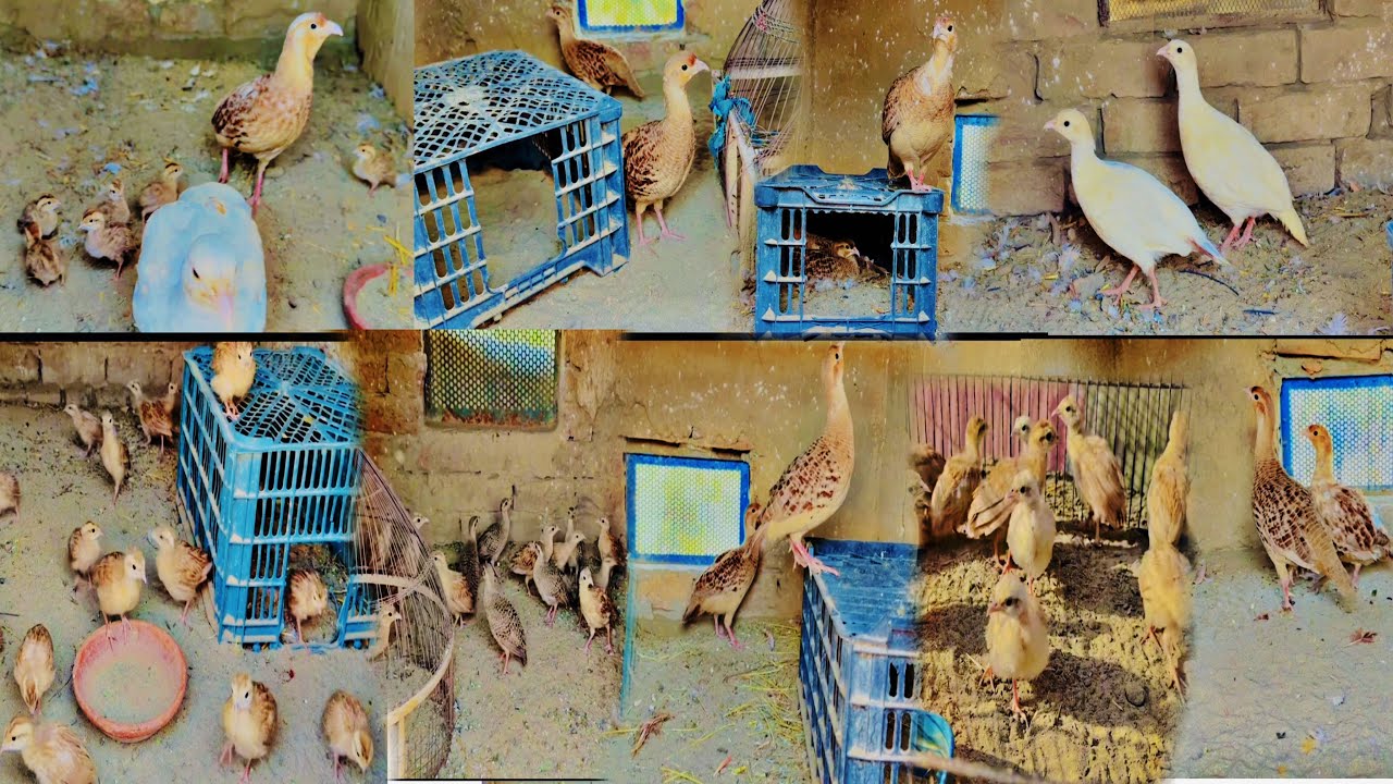 Teetar Setup Visit | Farm Par Teetar Ki Har Breed Ke Chicks Available | New Pairs Bhi Aa Gay 😍