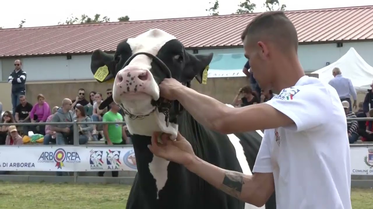 Arborea. Grande successo organizzativo e di pubblico per la Fiera di Arbore 29 04 24