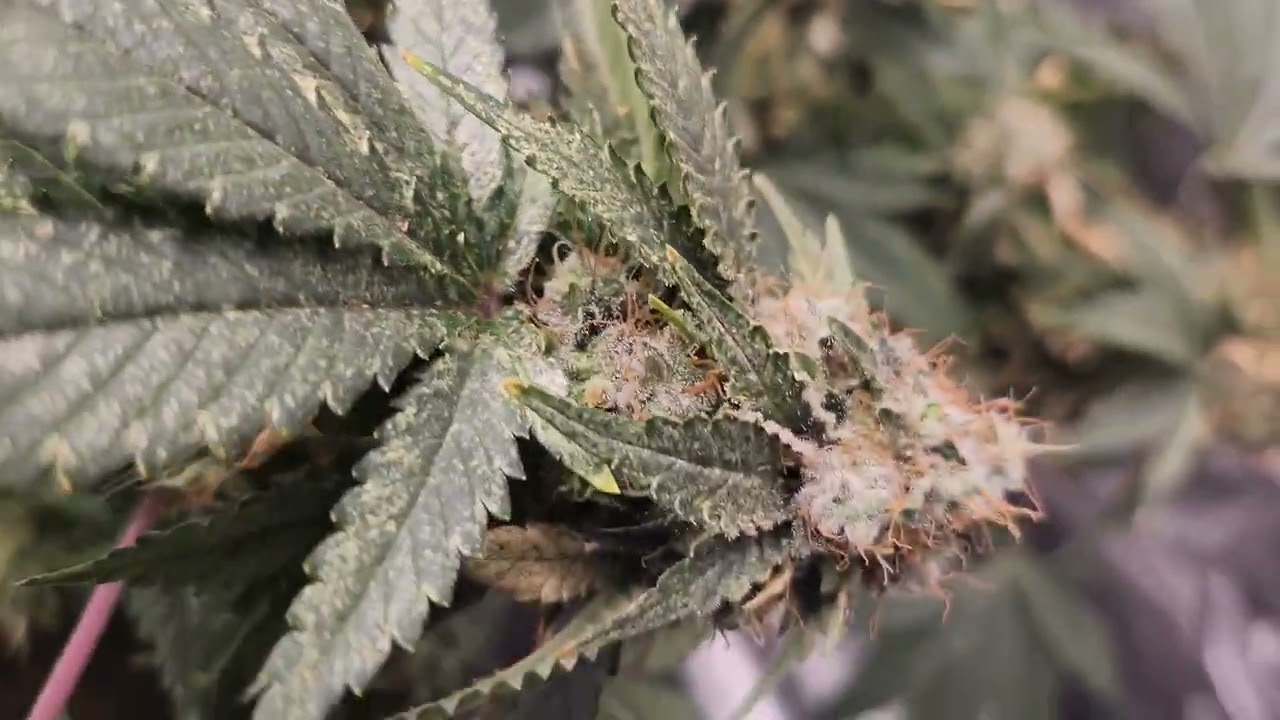 Weekly update Octopot grow #10 White Rhino day 56 flower.