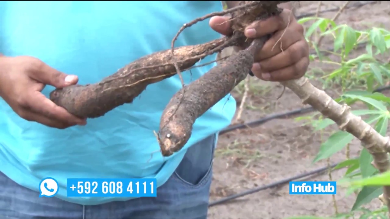 Region 9 is becoming the new frontier for cassava and Irish potato cultivation.