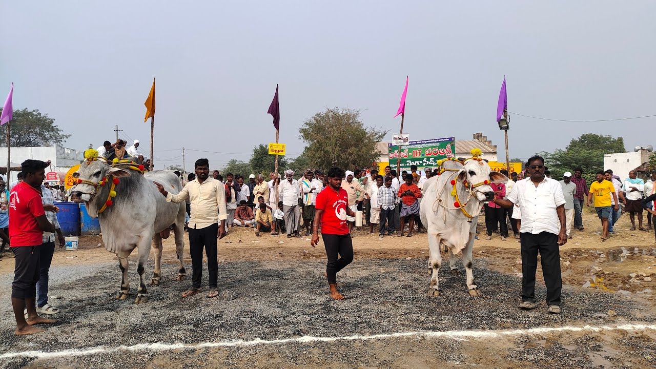 5జత (రూలర్-షాడో ) MKM బుల్స్ మేక కృష్ణమోహన్ గారు + NTR బుల్స్ మక్కెన కోటేశ్వర రావు టంగుటూరు