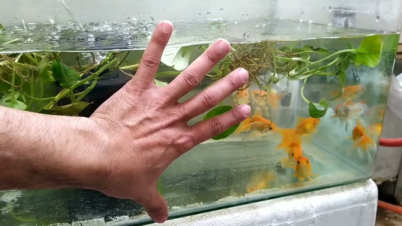 Организация пула для разведения золотых рыбок