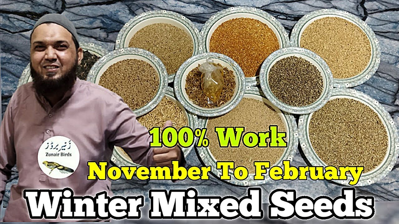 winter mixed seeds|November to January|zunair birds