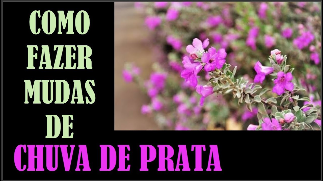 Veja Como Fazer Mudas de Chuva de Prata