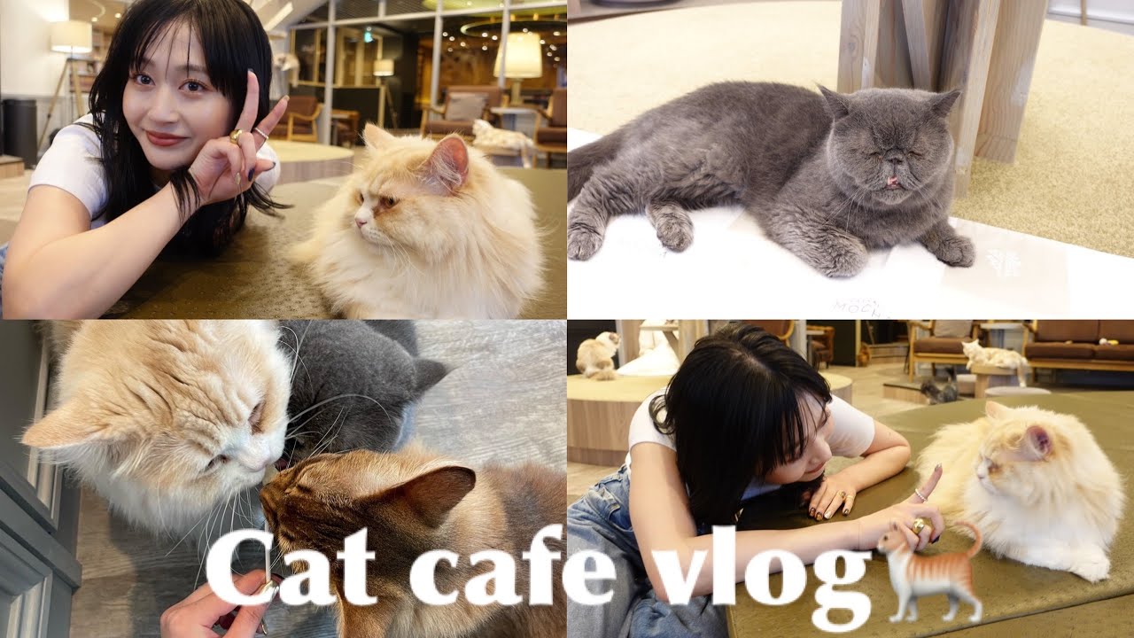 【猫カフェ🐈】可愛すぎる猫様たちに遊んでもらいました🐈Japanese cat cafe vlog.