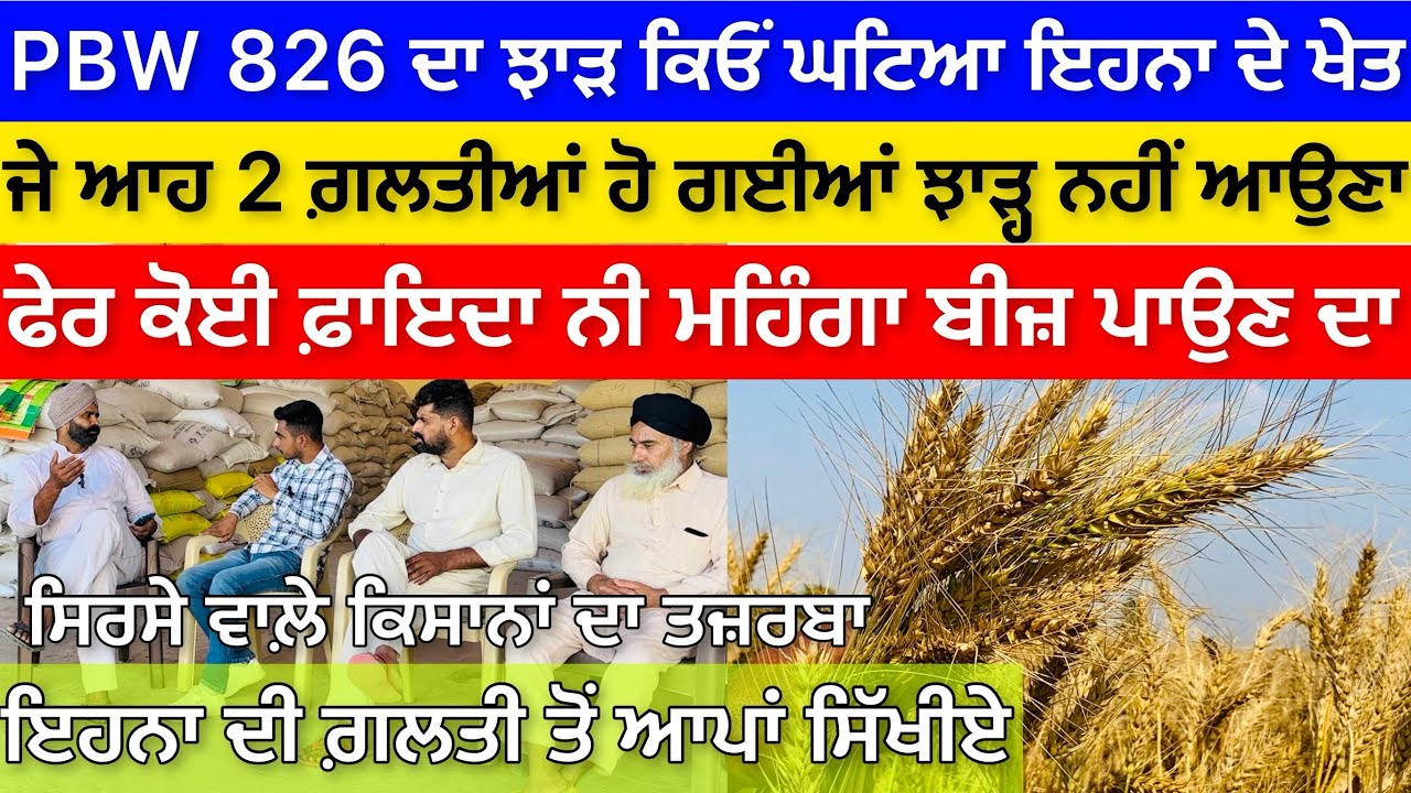 PBW 826 Wheat variety , ਜੇ ਚੰਗਾ ਝਾੜ ਲੈਣਾ ਆਹ ਗਲਤੀਆਂ ਤੋਂ ਬਚਕੇ