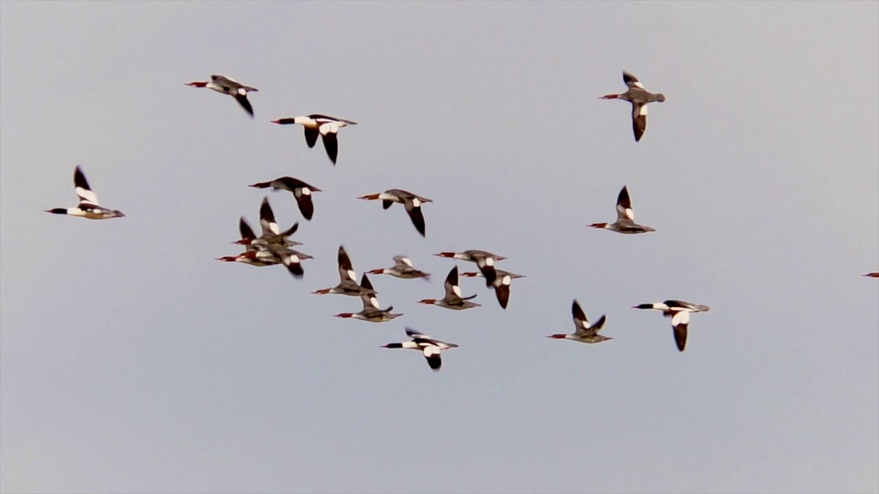 Duck Flight 2019 mbo blog