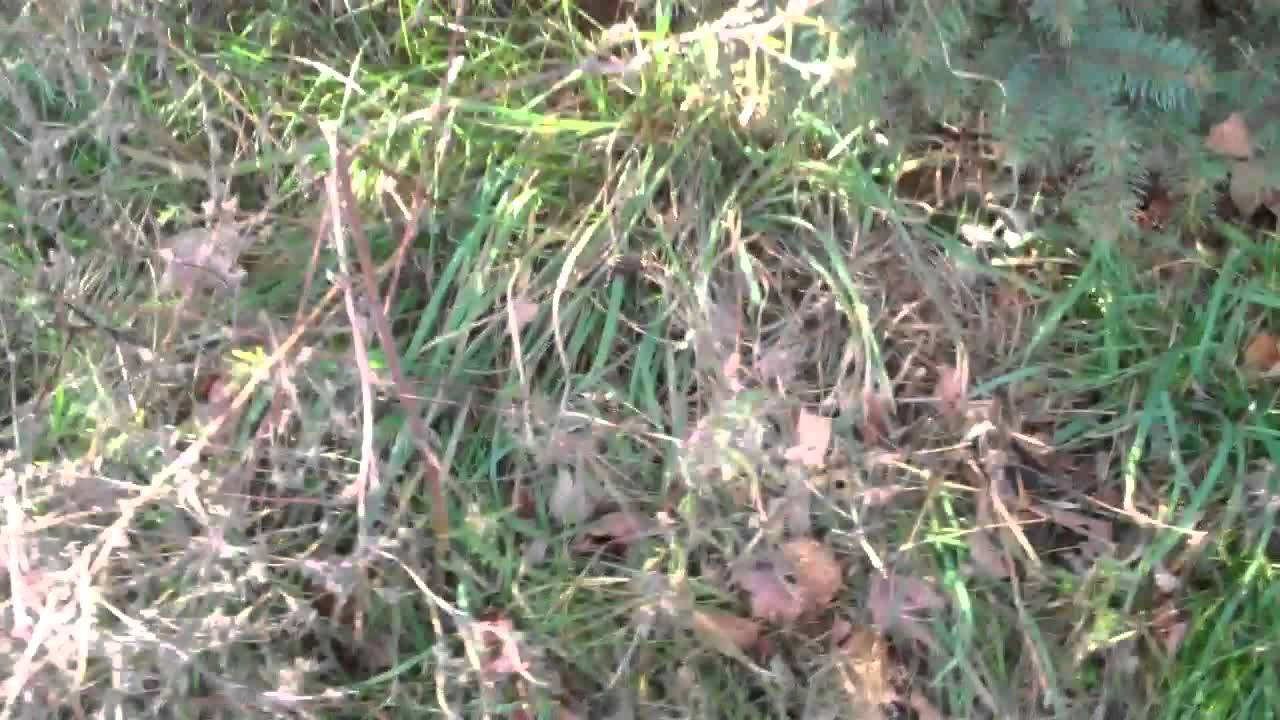 My Clever Geocache