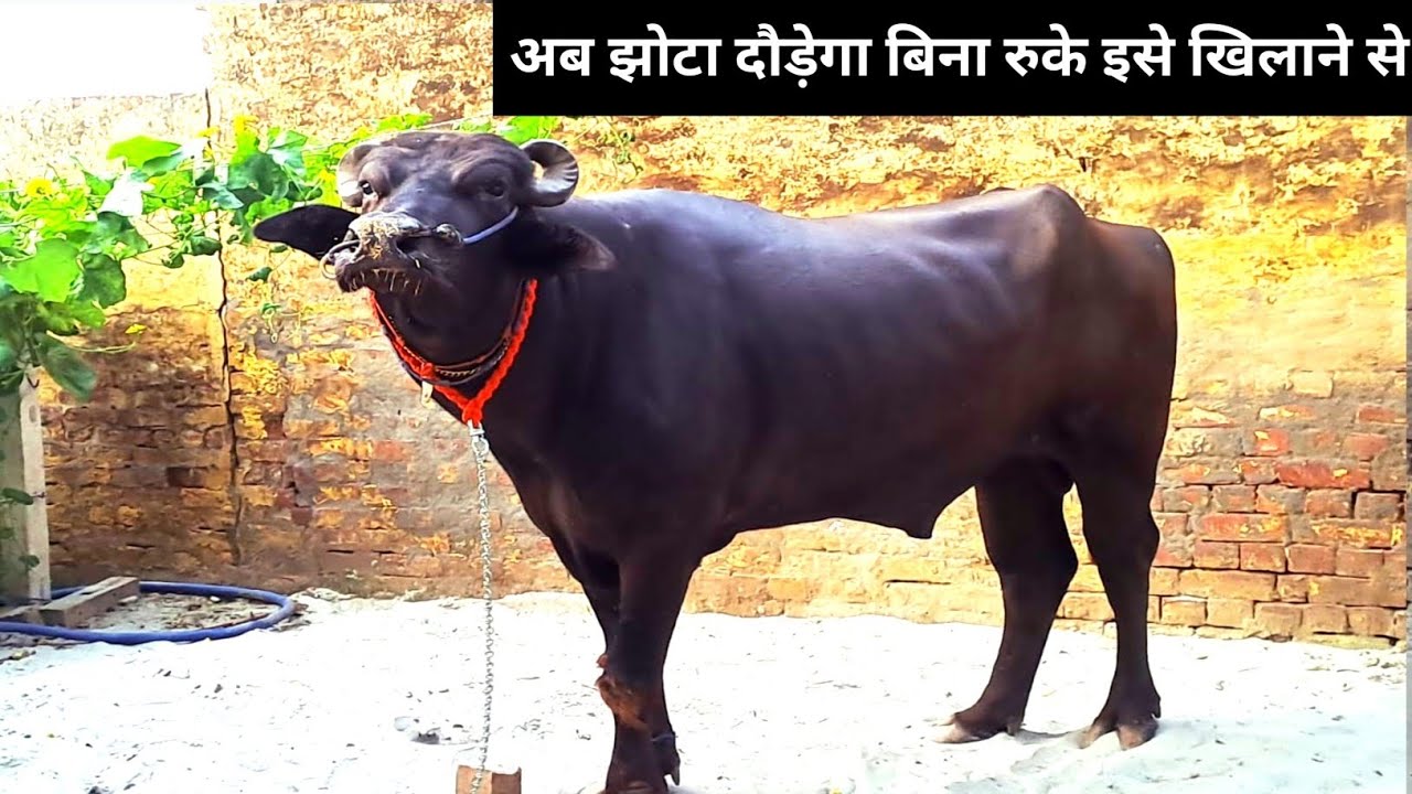 अब झोटा दौड़ेगा बिना रुके लंबी दूरी तक