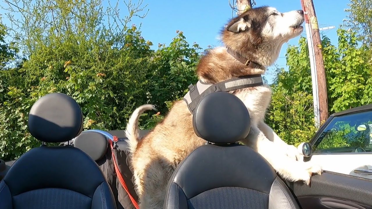 Husky Greets People With Pure Love (The Little Wooo 😍)