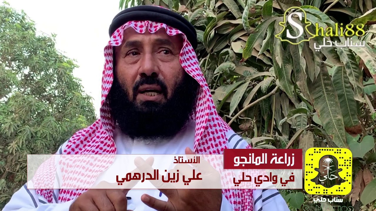 تقرير | زراعة المانجو في وادي حلي