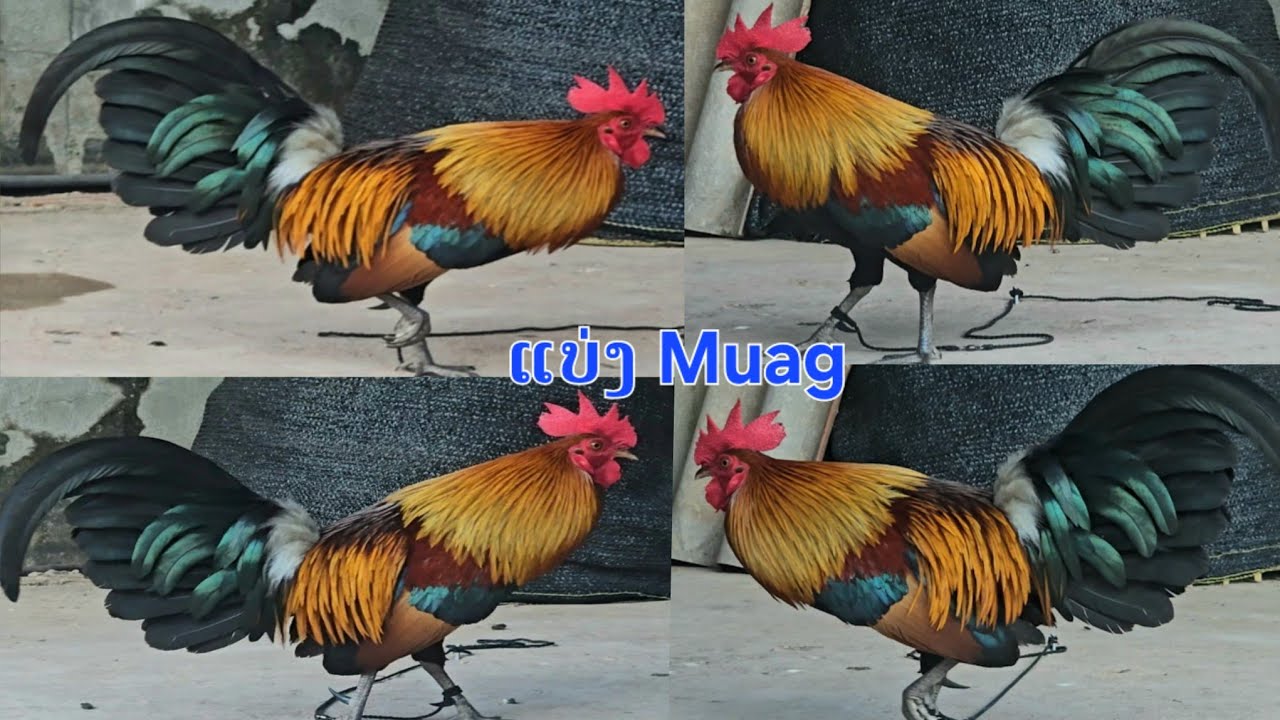 qaib dib qaib qus qua zoo tiag2 dib tuaj zoo heev f3 qaib zoo nraug zoo dib heev 2026 ไก่ต่วไก่ป่า