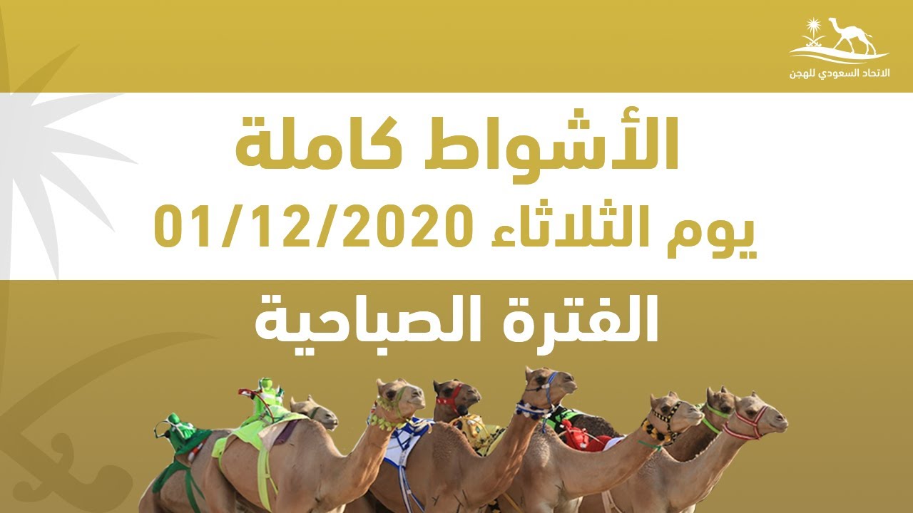 البث المباشر لأشواط الفترة الصباحية في #سباق_رماح_للهجن