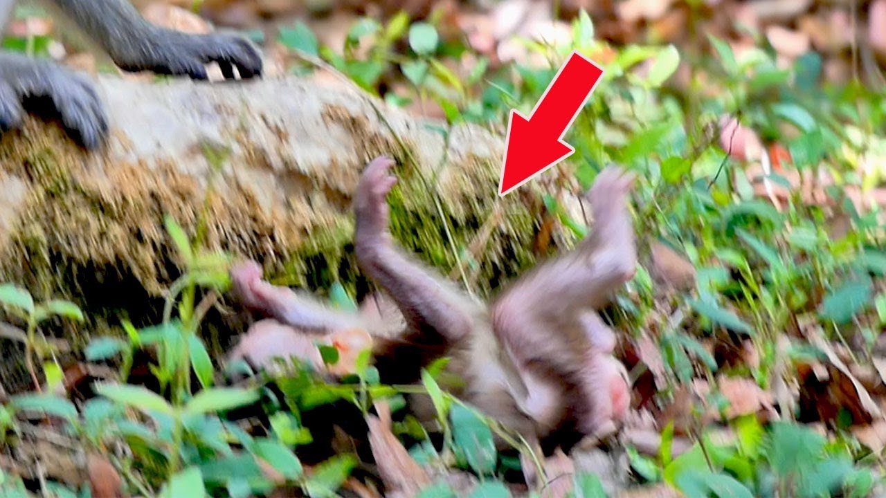 Oh go! Beautiful baby monkey up side down can not wake up alone until mum go to get up.